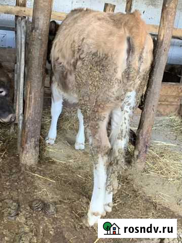 Телка 1 год и два месяца Чонтаул - изображение 1