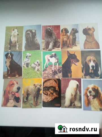 Календарь породы собак и олимпиада 80 цена за шт Курган - изображение 1