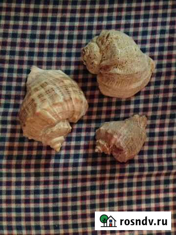Ракушки рапаны Набережные Челны - изображение 1