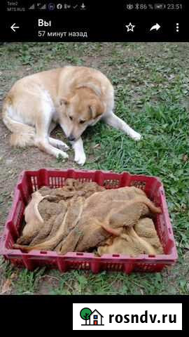 Мясные продукты для собак Елец - изображение 1