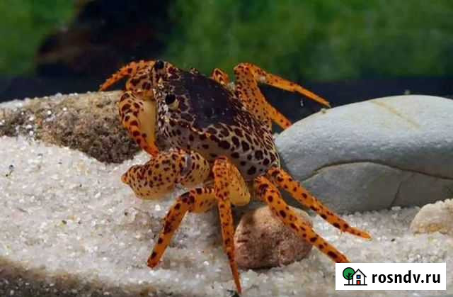Пантеровый краб Новокузнецк - изображение 1