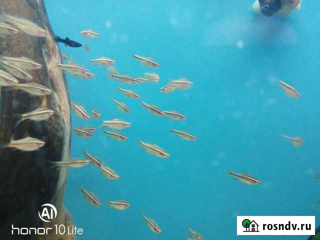 Аквариумные рыбки Великий Новгород - изображение 1