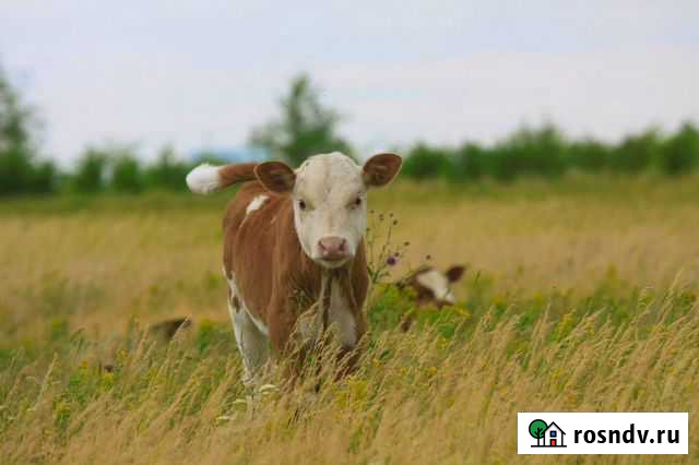 Телята тёлочки Тоцкое - изображение 1