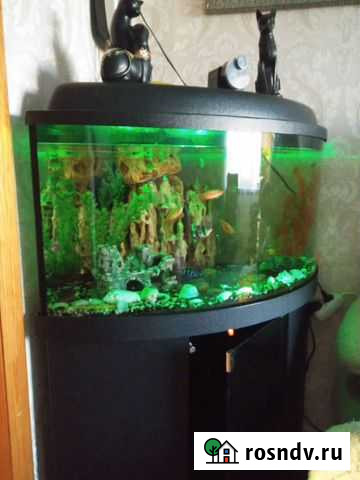 Аквариум Тюмень - изображение 1