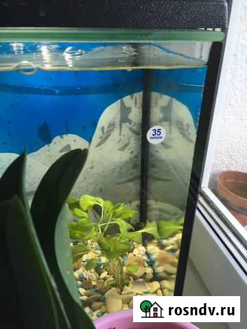 Аквариум в комплекте Уфа - изображение 1