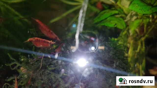 Креветки аквариумные Братск - изображение 1