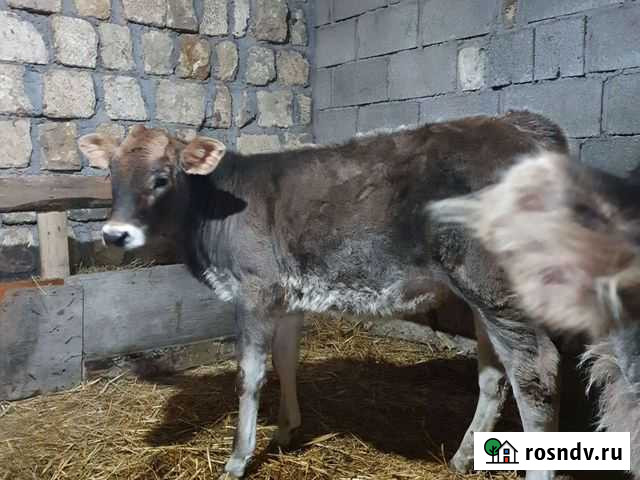 Бычок и тёлочка Дербент - изображение 1