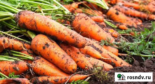 Морковь Приволжский - изображение 1