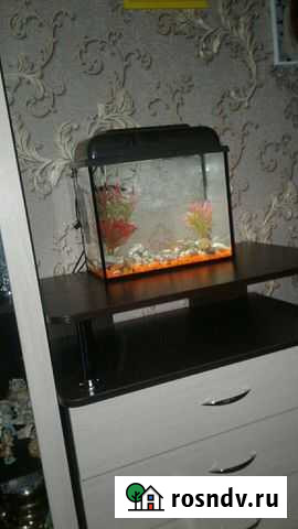 Аквариум Курск - изображение 1