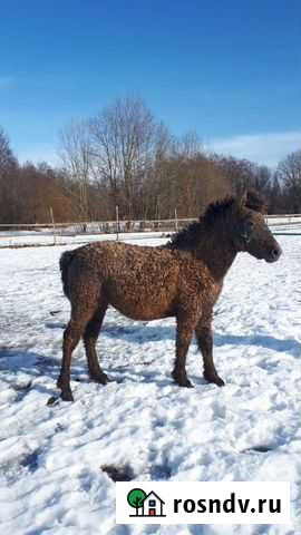 Кобылка-барашек забайкальской породы Волхов - изображение 1