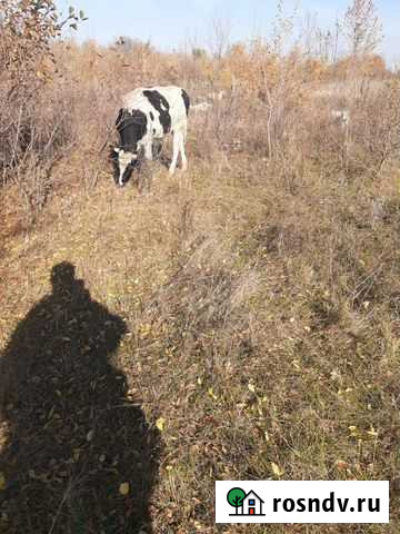 Бык 2 года на мясо и также телки обгуленые Шахты - изображение 1