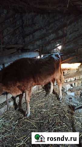 Бык Аргун - изображение 1