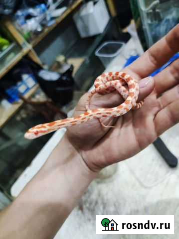 Маисовый полоз Санкт-Петербург - изображение 1