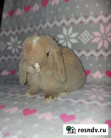 Крольчата карликовые Сыктывкар - изображение 1