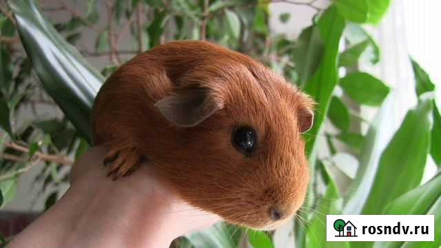 Морские свинки Калуга - изображение 1