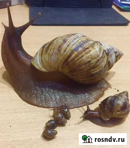Улитки ахатины Пермь - изображение 1