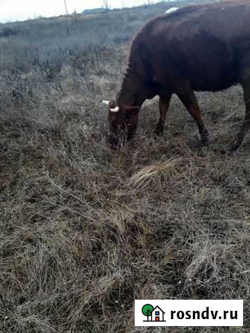 2 коровы и три телки Новочеркасск - изображение 1
