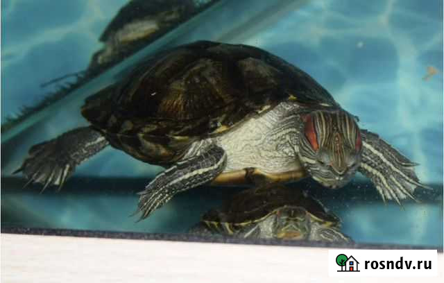 Красноухая черепаха бесплатно Казань - изображение 1