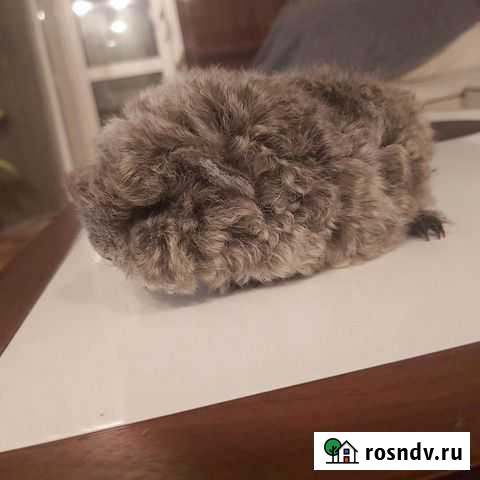 Морская свинка Альпака девочка Ачинск - изображение 1