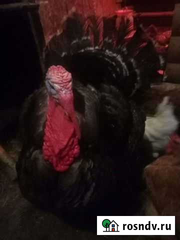 Домашние яйцо Мытищи - изображение 1