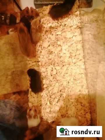 Сирийский хомяк Нижний Новгород - изображение 1