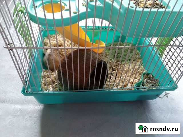 Грызуны Березники - изображение 1