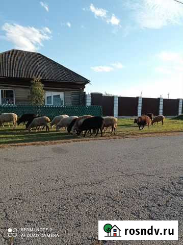 Овцы Саяногорск - изображение 1