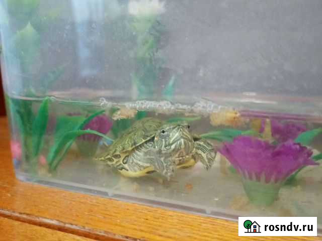 Красноухая черепаха с аквариумом Кемерово - изображение 1