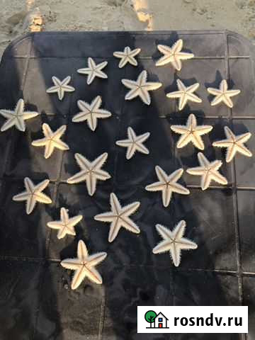 Звезда морская засушенная Омск - изображение 1