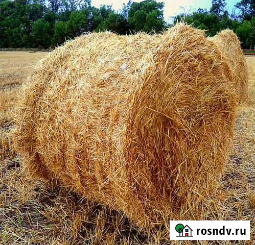 Солома ячменная Верхнерусское - изображение 1