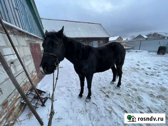 Рабоча Кобыла Каменка - изображение 1