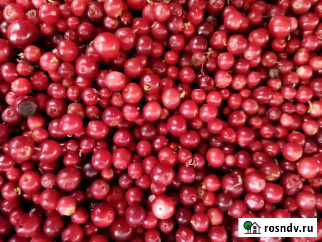 Брусника свежезамороженная Тюмень - изображение 1