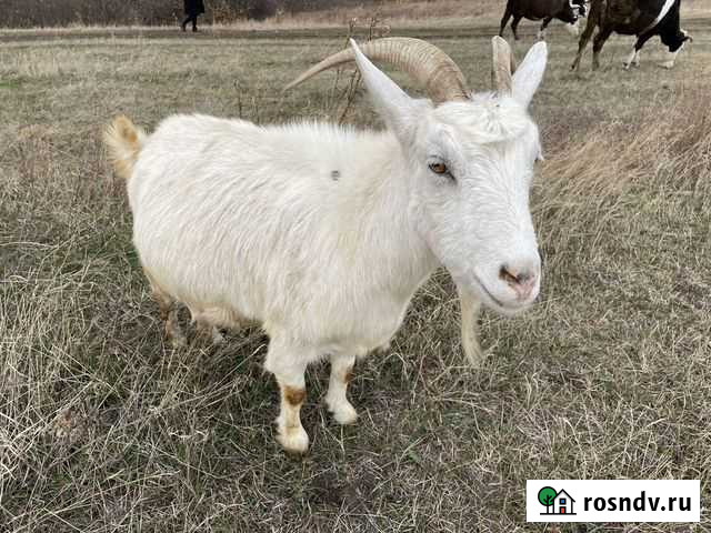 Котные овечки и козочки. Бык на племя Алексеевка - изображение 1