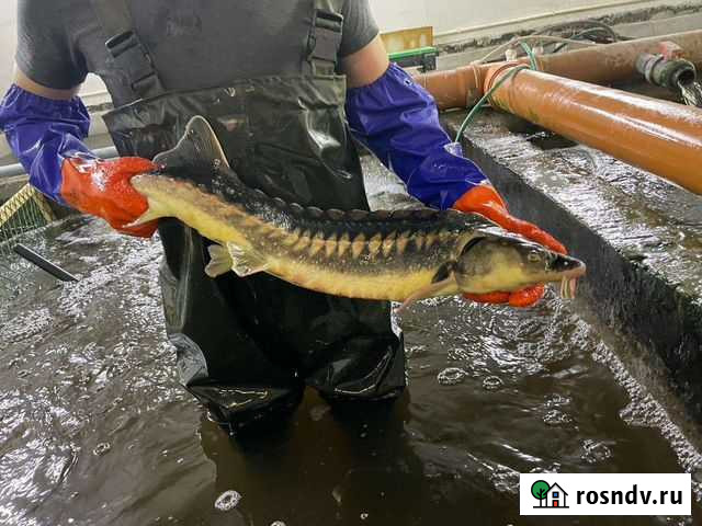Осетровое хозяйство узв Краснооктябрьский - изображение 1
