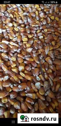 Кукуруза 30 тонн Кропоткин - изображение 1