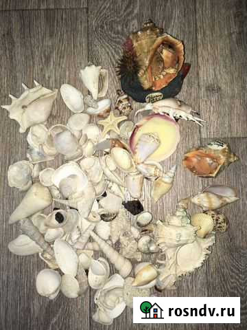 Ракушки для аквариума Волжск - изображение 1