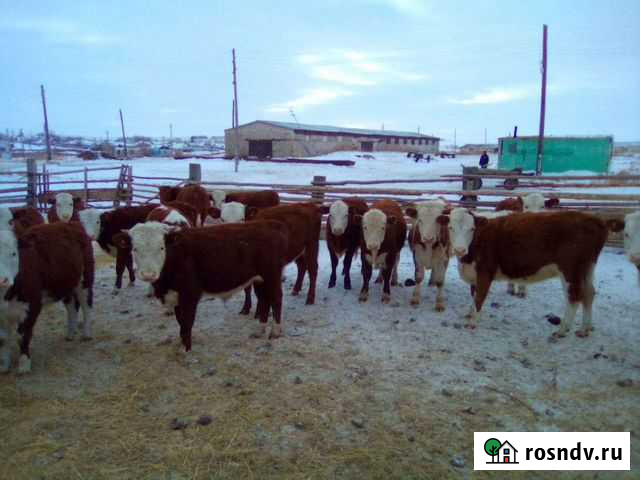 Бычки казахи герифорды Ульяновск - изображение 1