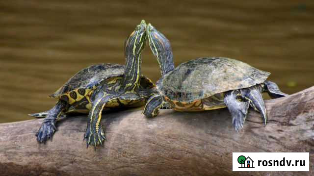 Красноухая черепаха бесплатно Ялта - изображение 1