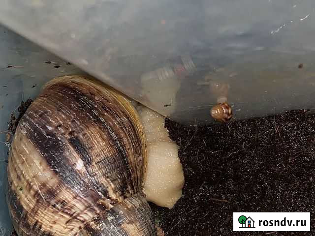 Улитки. Ахатины Фулика Санкт-Петербург - изображение 1