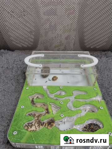 Муравьиная ферма Набережные Челны - изображение 1