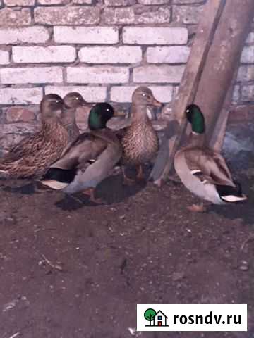 Дикие утки Дубовый Умет - изображение 1