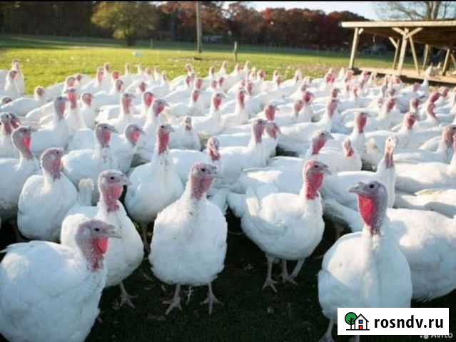 Мясо индюка Сергиев Посад - изображение 1