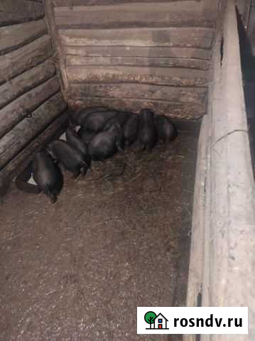 Вьетнамские вислобрюхие поросята Кирсанов - изображение 1