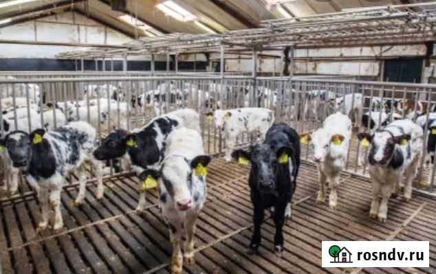 Телята бычки скороспелые Верхняя Хава - изображение 1