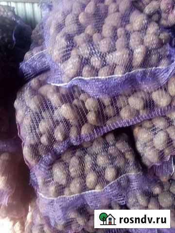 Картофель Гала Почеп - изображение 1