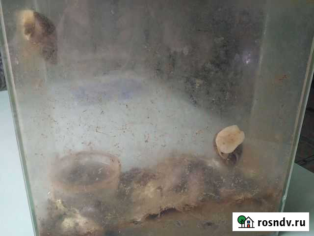 Улитки декоративные для детей Глубокий - изображение 1