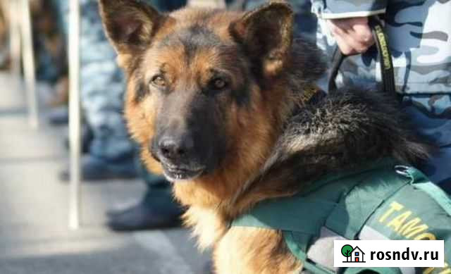 Профессиональная дрессировка собак Севастополь - изображение 1