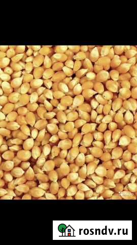 Кукуруза Кашхатау - изображение 1