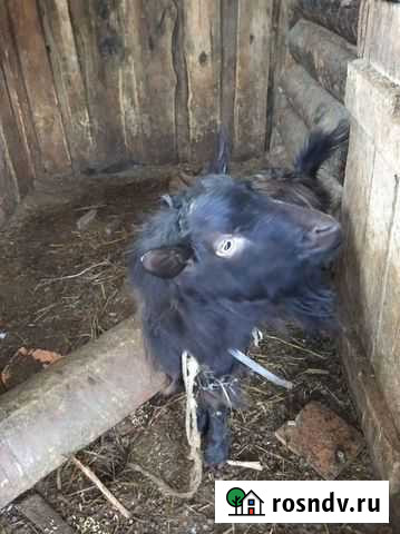 Козел зааненский Сухой Лог - изображение 1