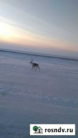 Иж планета5 Тюмень - изображение 1